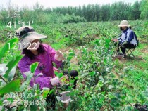 黑果花楸