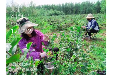 黑果花楸